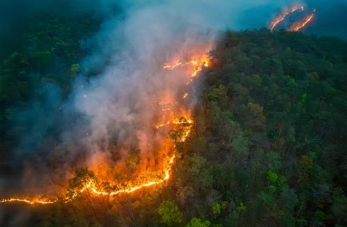 Photo of wild fire damage