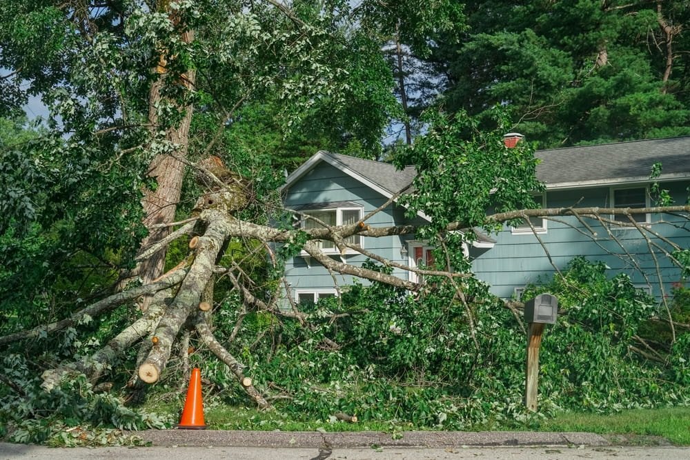 Árbol caído sobre una vivienda en Florida como resultado de vientos fuertes durante un huracán