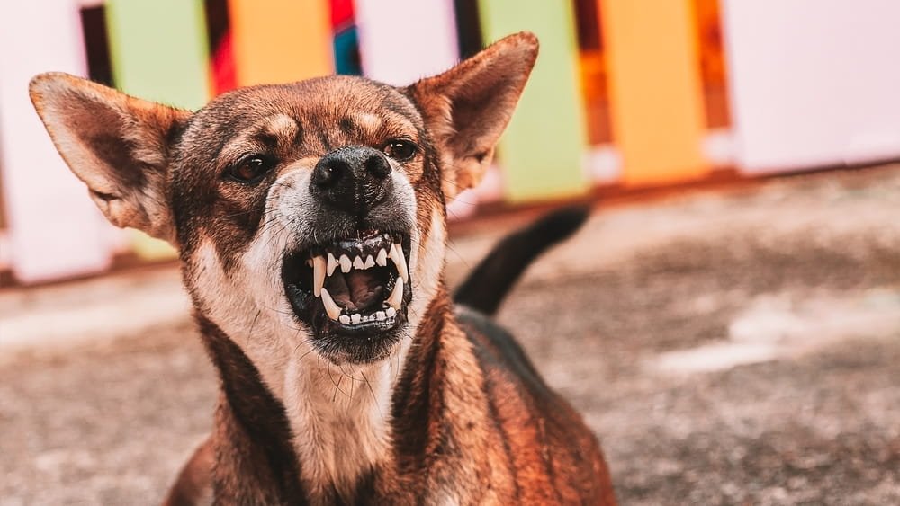 Aggressive dog showing warning signs associated with dog attack incidents in Florida