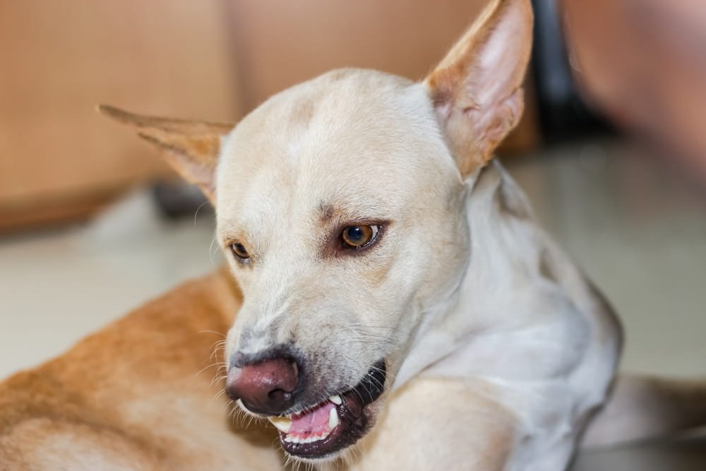 Dog displaying aggressive behavior relevant to Florida strict liability dog bite laws