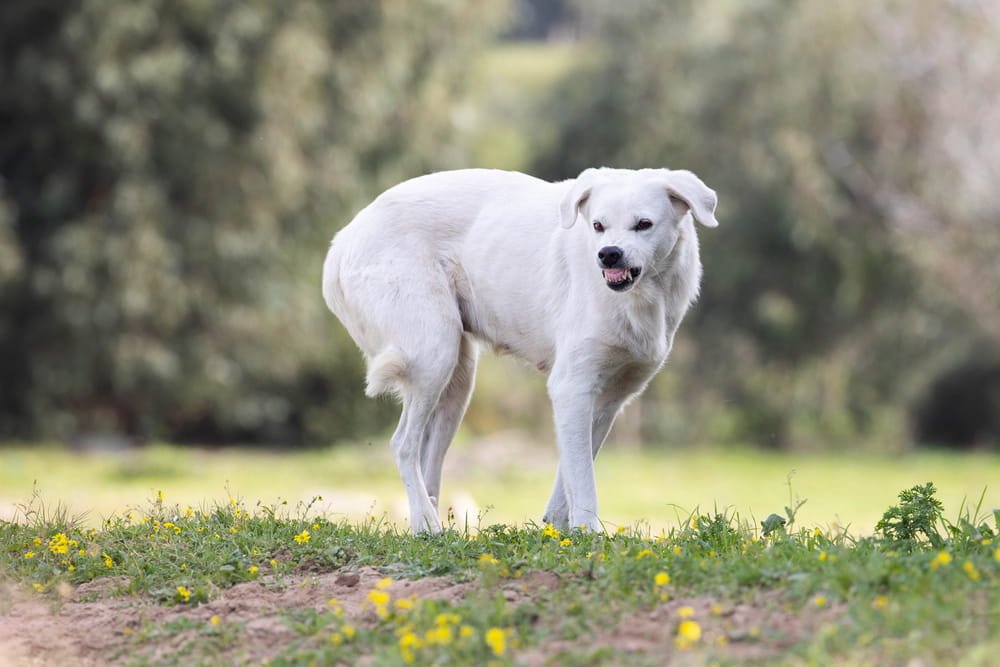 Perro mostrando comportamiento agresivo relacionado con un caso de mordida de perro en Florida