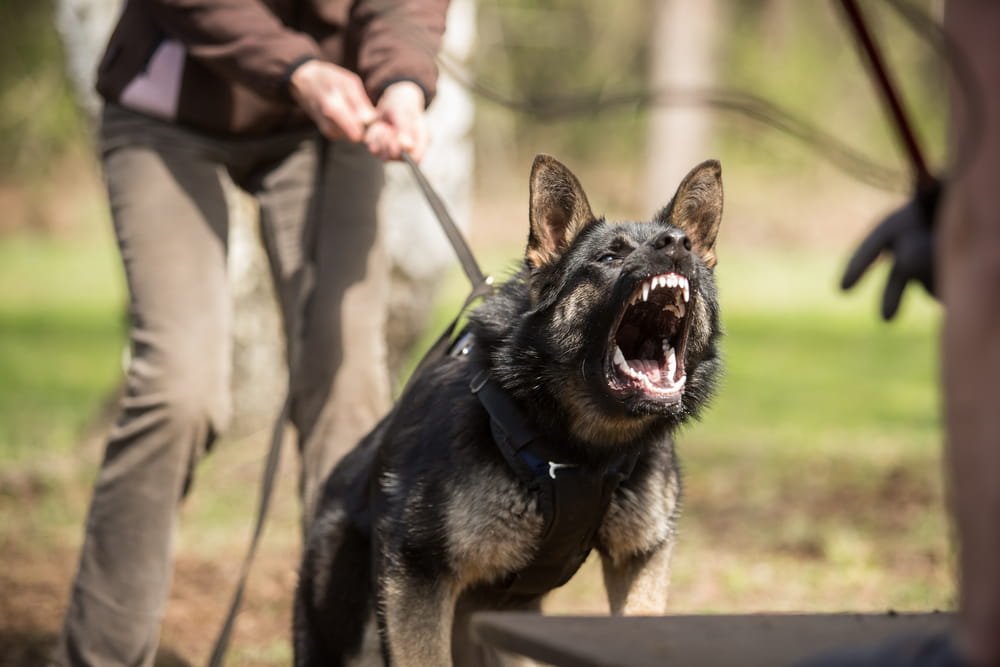 An angry dog with its mouth open indicating prior dog bite history in Florida, displaying its teeth, showing aggression or a warning