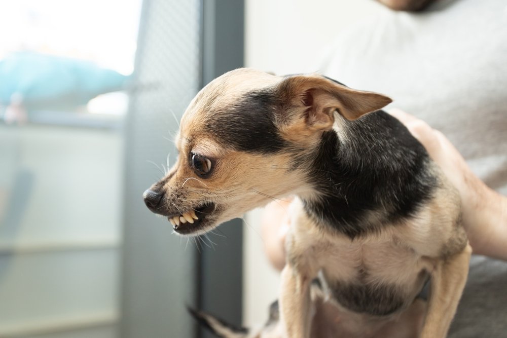 An angry dog with its mouth open indicating prior dog bite history in Florida, displaying its teeth, showing aggression or a warning