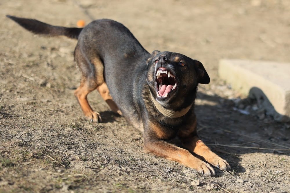 Perro en postura de ataque con dientes expuestos, ilustrando el comportamiento agresivo que puede respaldar un reclamo legal en Florida