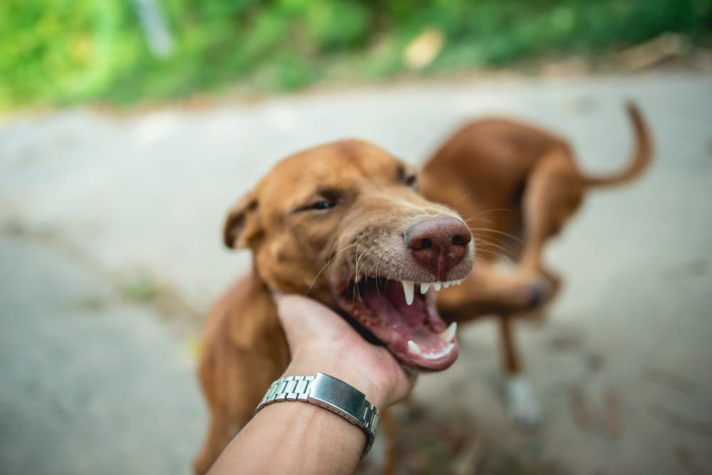 Perro agresivo intentando morder la mano de una persona en Florida, ilustrando el riesgo de ataques de animales con antecedentes de agresividad