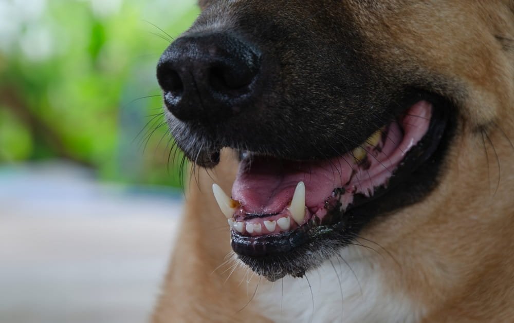 Primer plano de los dientes de un perro agresivo en Florida, representando el riesgo de lesiones graves por mordida
